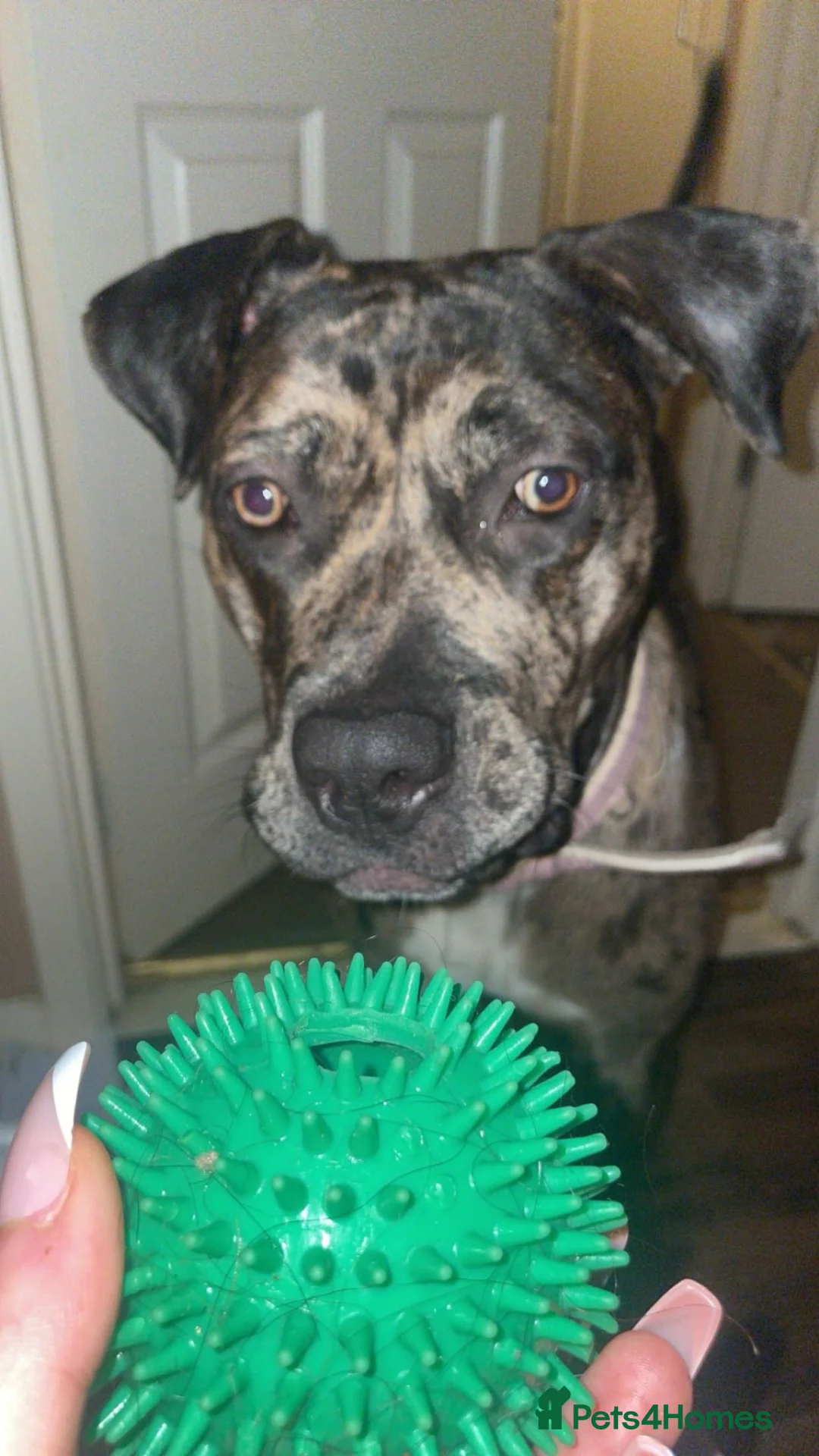 Mixed Breed dogs for sale: FEMALE CANE CORSO in Hereford - Advert 2