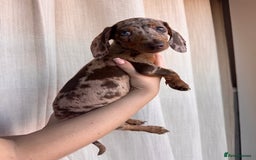 Dachshund dogs for sale: DACHSHUND PUPPIES FOR SALE  - Image 5