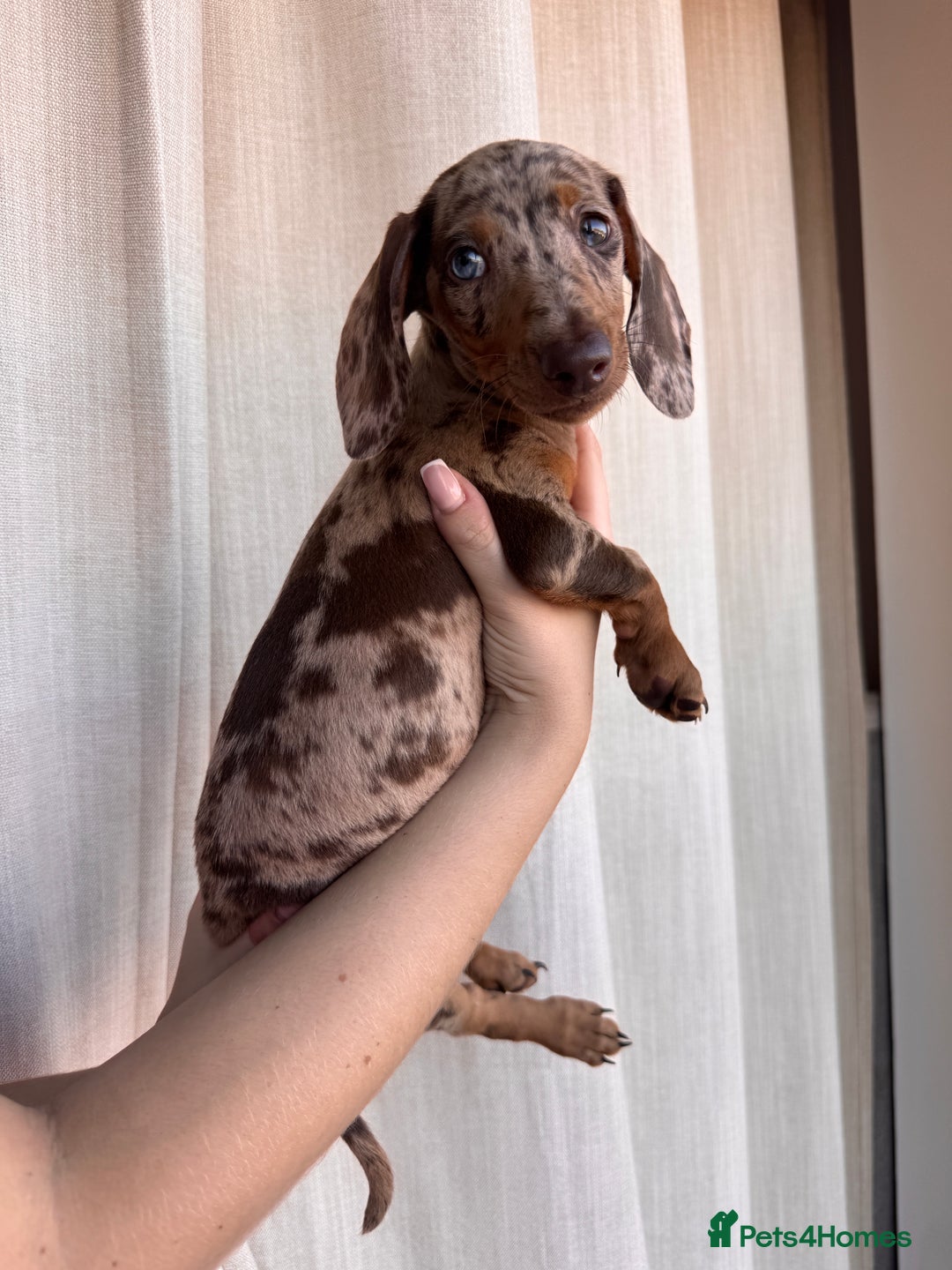 Dachshund dogs for sale: DACHSHUND PUPPIES FOR SALE  - Image 5