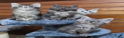 Maine Coon cats for sale: Pedigree Maine Coon Kittens for sale  - Advert 11