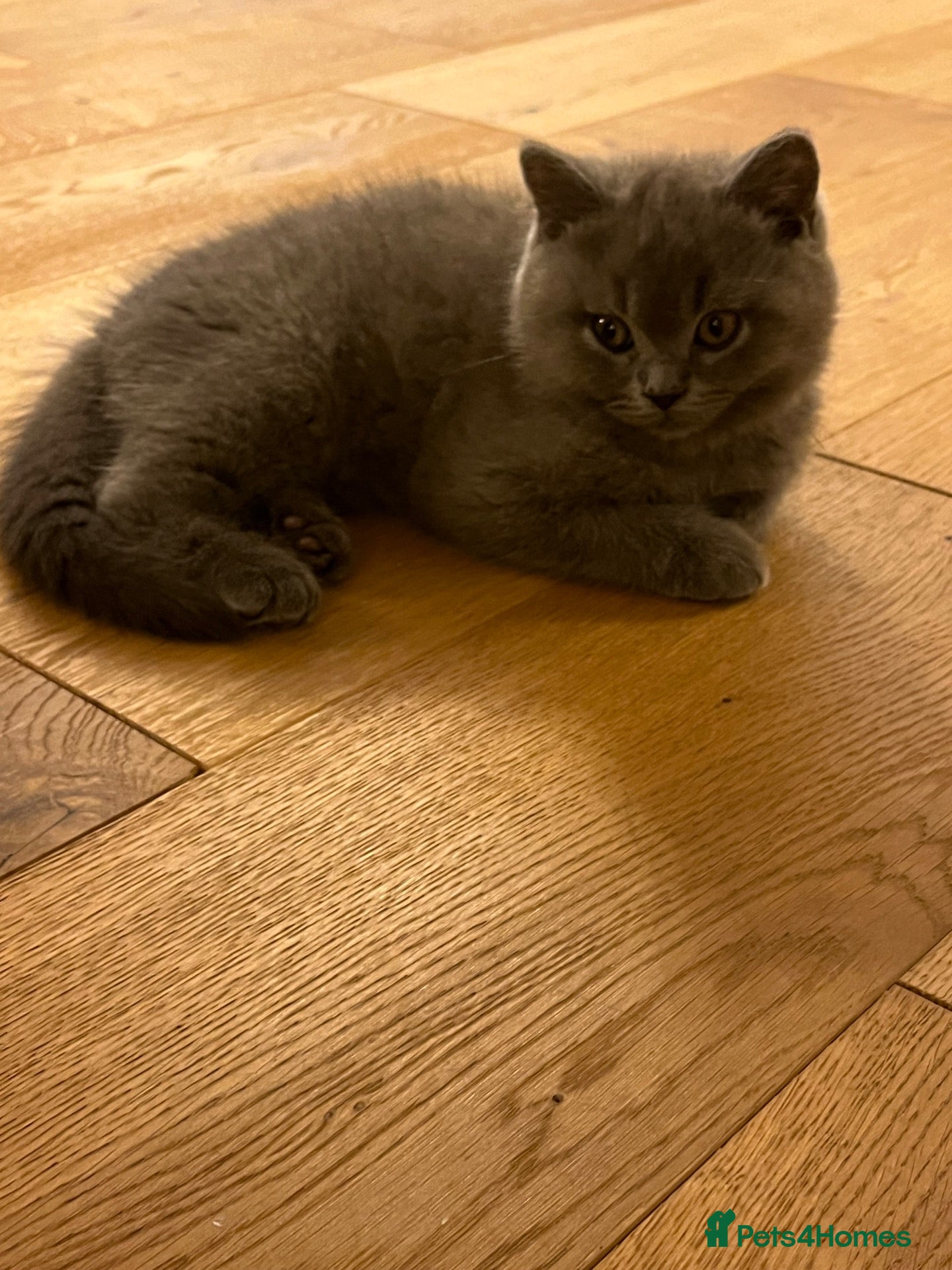 British Shorthair cats Stunning British Shorthair Kittens  enquires open  - Advert 2
