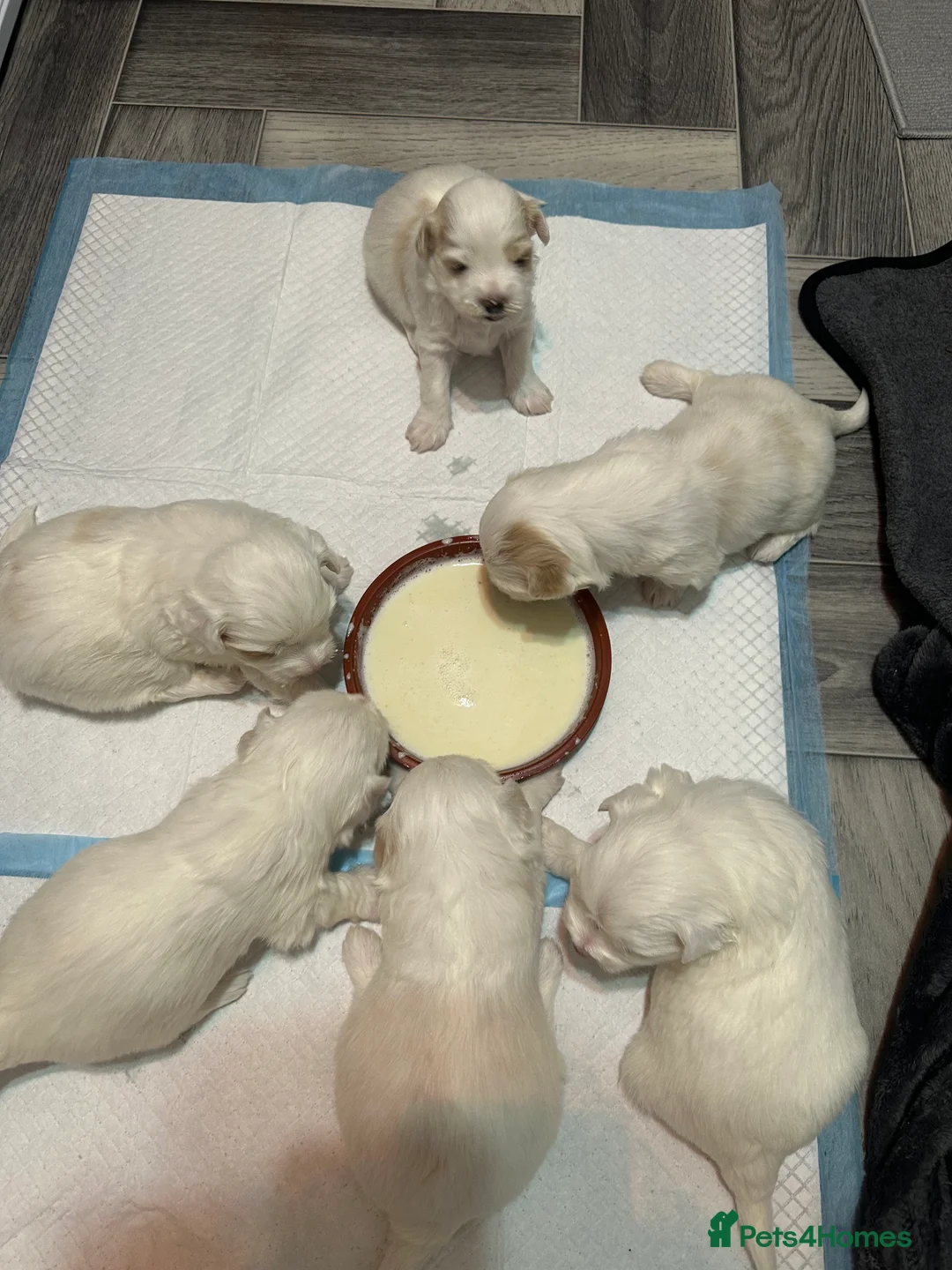 Bichon Frise dogs for sale: Adorable Bichon Frise Puppies - Advert 9