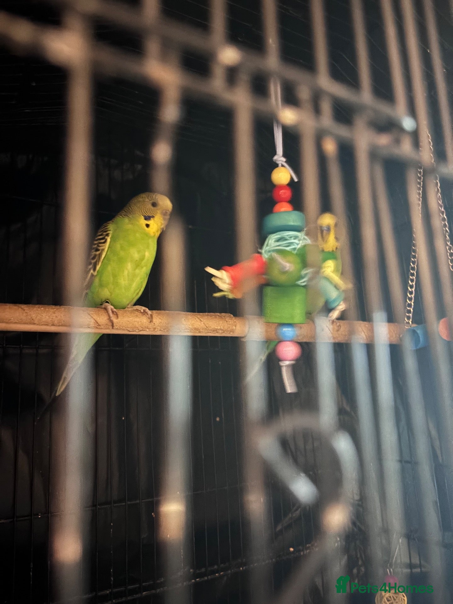 Budgerigars birds 1 yr old Budgies with Cage  - Advert 1