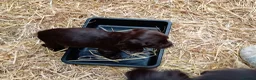 Sprocker dogs for sale: Working sprocker pups - Advert 9