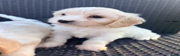 Cavachon dogs for sale: Cavachon puppies  in Wickford - Advert 5