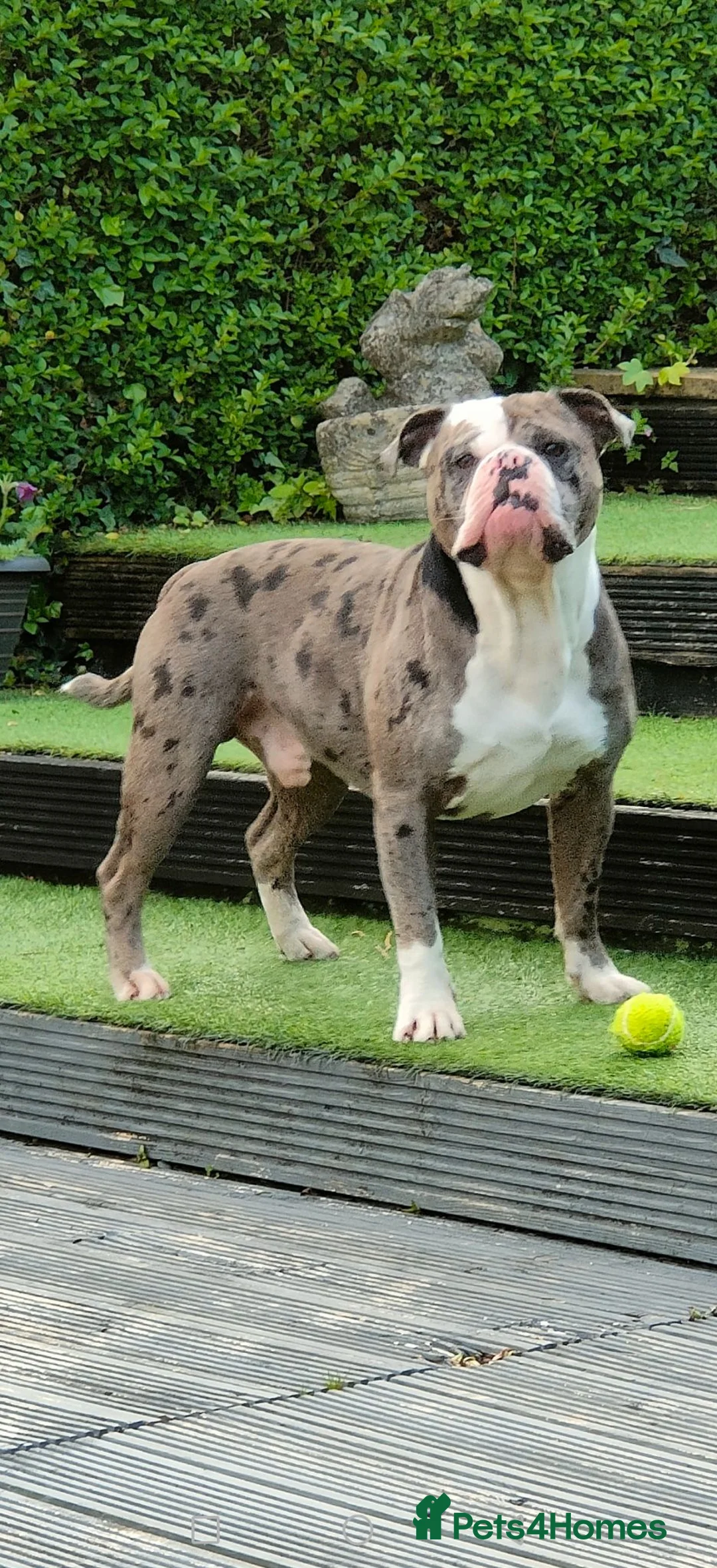 Mixed Breed dogs for sale: Olde English Bulldogg/ Alapaha bulldogg puppies  in Blackburn - Advert 21