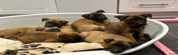 Belgian Shepherd Dog dogs for sale: Belgian Malinois Puppies - Advert 13