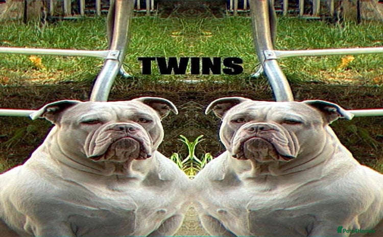 American Bully dogs - Advert 1