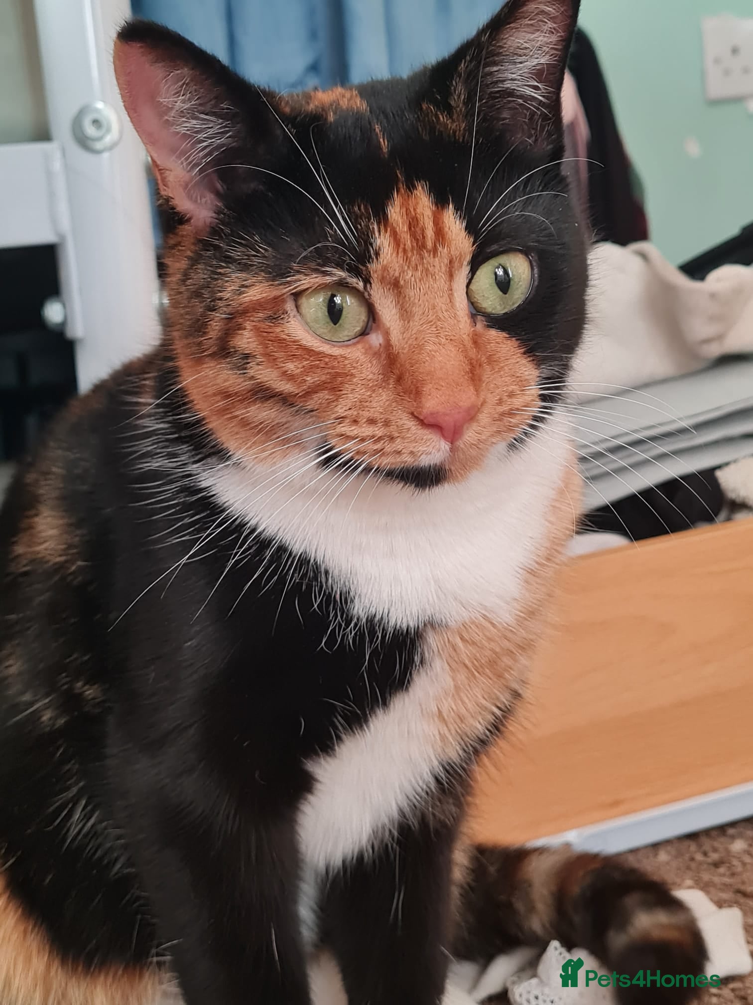 British Shorthair cats Calico kitten looking for a home - Advert 1