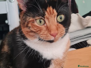 British Shorthair cats Calico kitten looking for a home - Advert 17