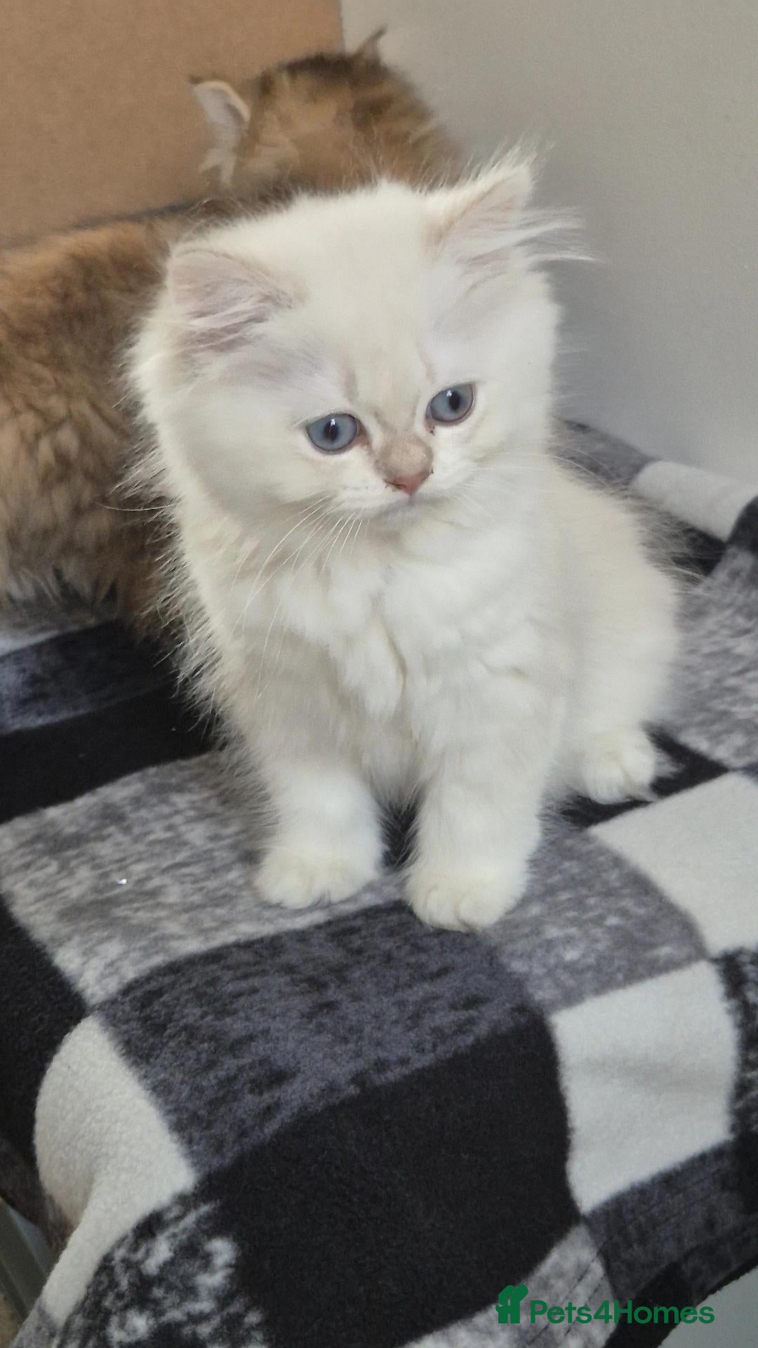 British Longhair cats BLH & BSH sisters  - Advert 12