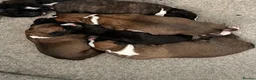 Boxer dogs for sale: Pure bred beautiful boxer litter Bob and long tail - Advert 3