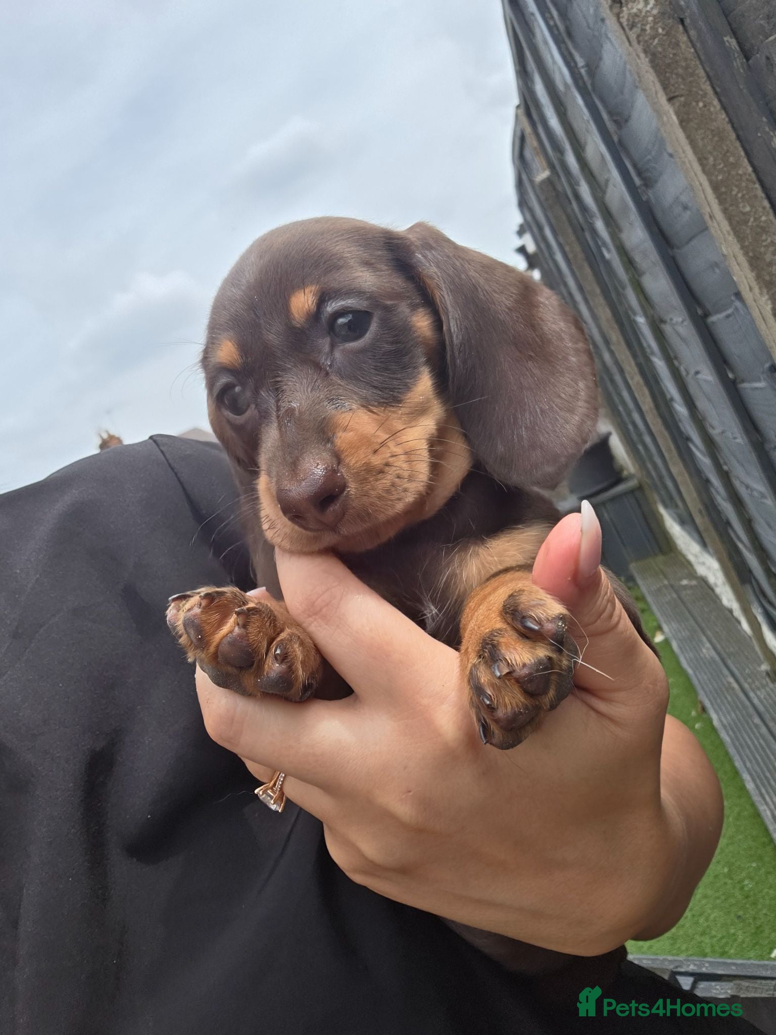 Miniature Dachshund dogs Miniature Dachshund - Advert 5