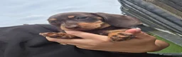 Miniature Dachshund dogs for sale: Miniature Dachshund - Advert 10