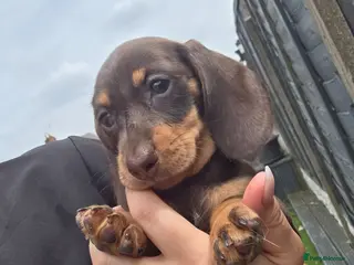 Miniature Dachshund dogs Miniature Dachshund - Advert 5