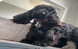 Cocker Spaniel dogs for sale: Beautiful Child friendly,calm show cocker spaniel  - Image 7