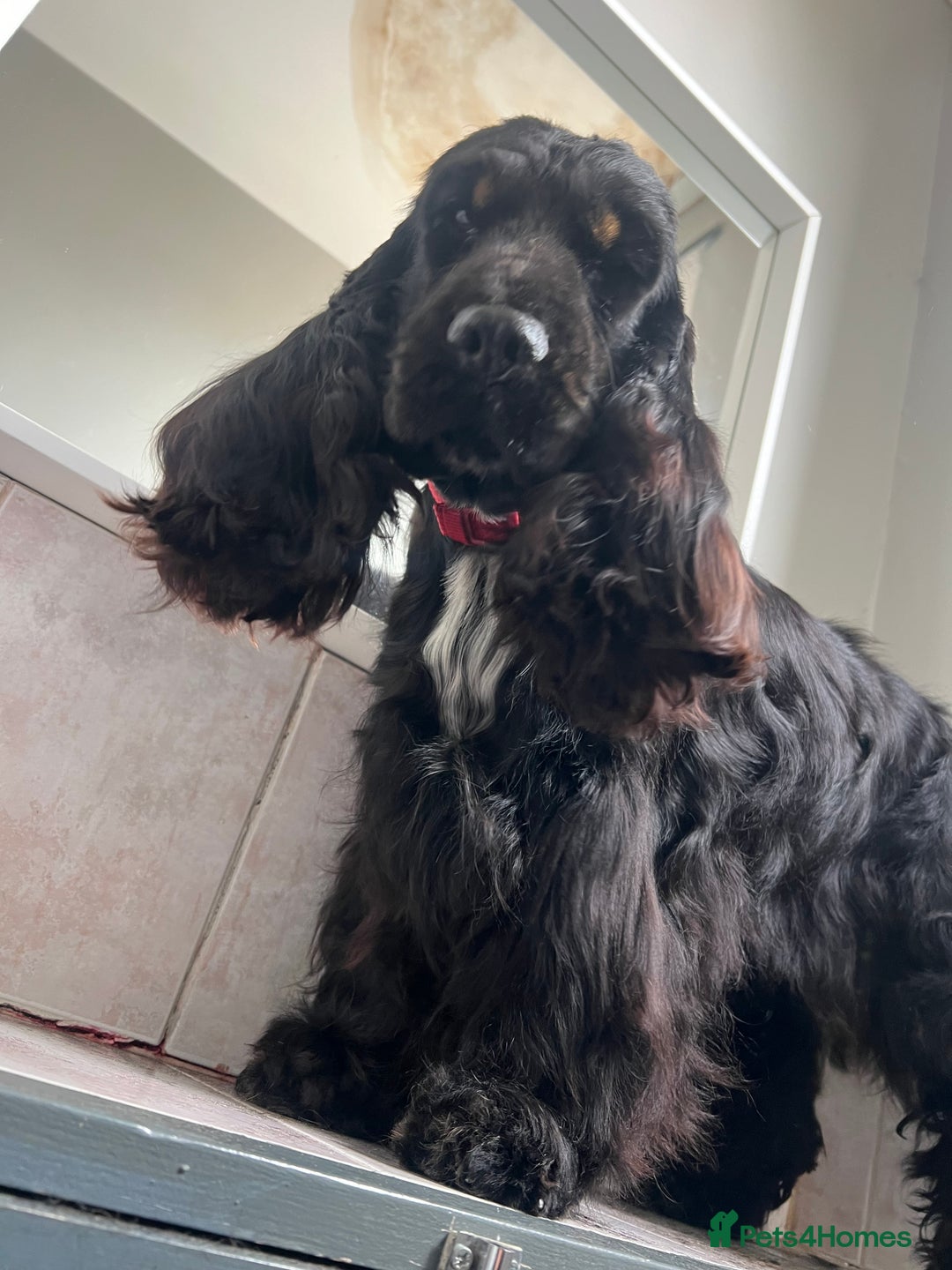 Cocker Spaniel dogs for sale: Beautiful Child friendly,calm show cocker spaniel  - Image 7