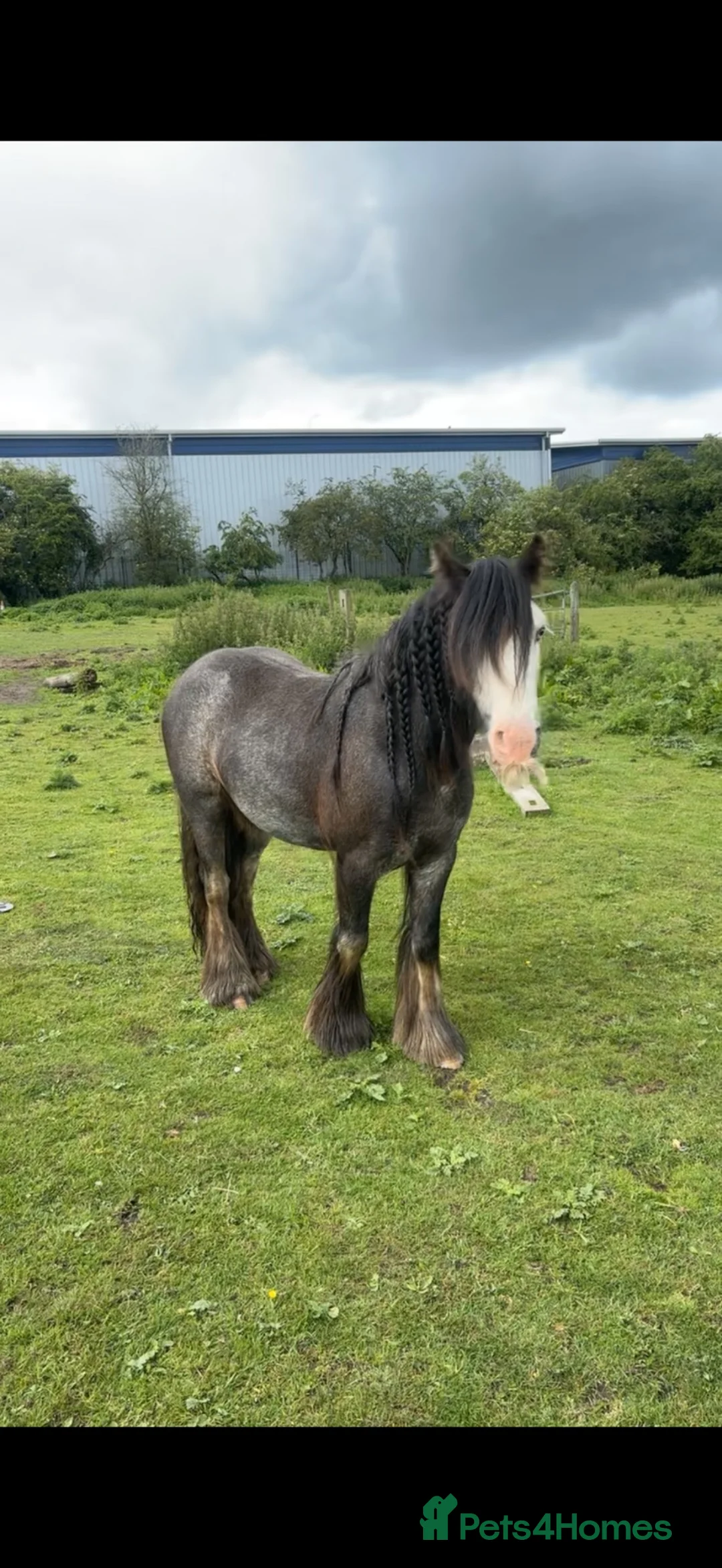 Irish Cob horses for sale: Show potential flashy blue Blagdon gelding  - Advert 2