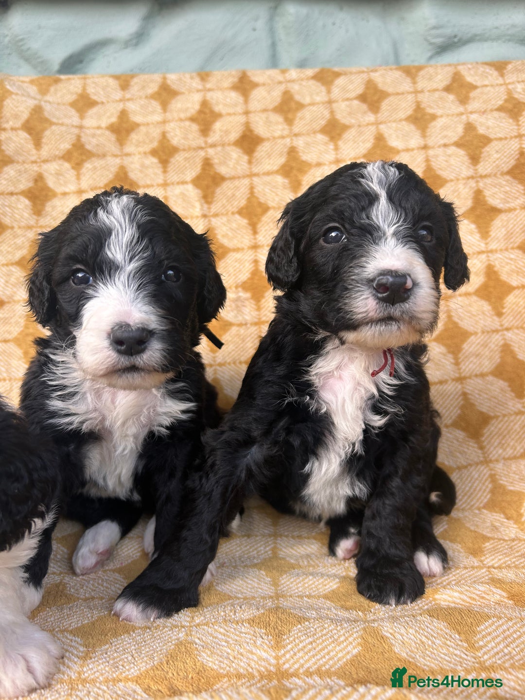 Bernedoodle dogs for sale: F1 standard Bernedoodle puppies. Licensed breeder - Advert 17