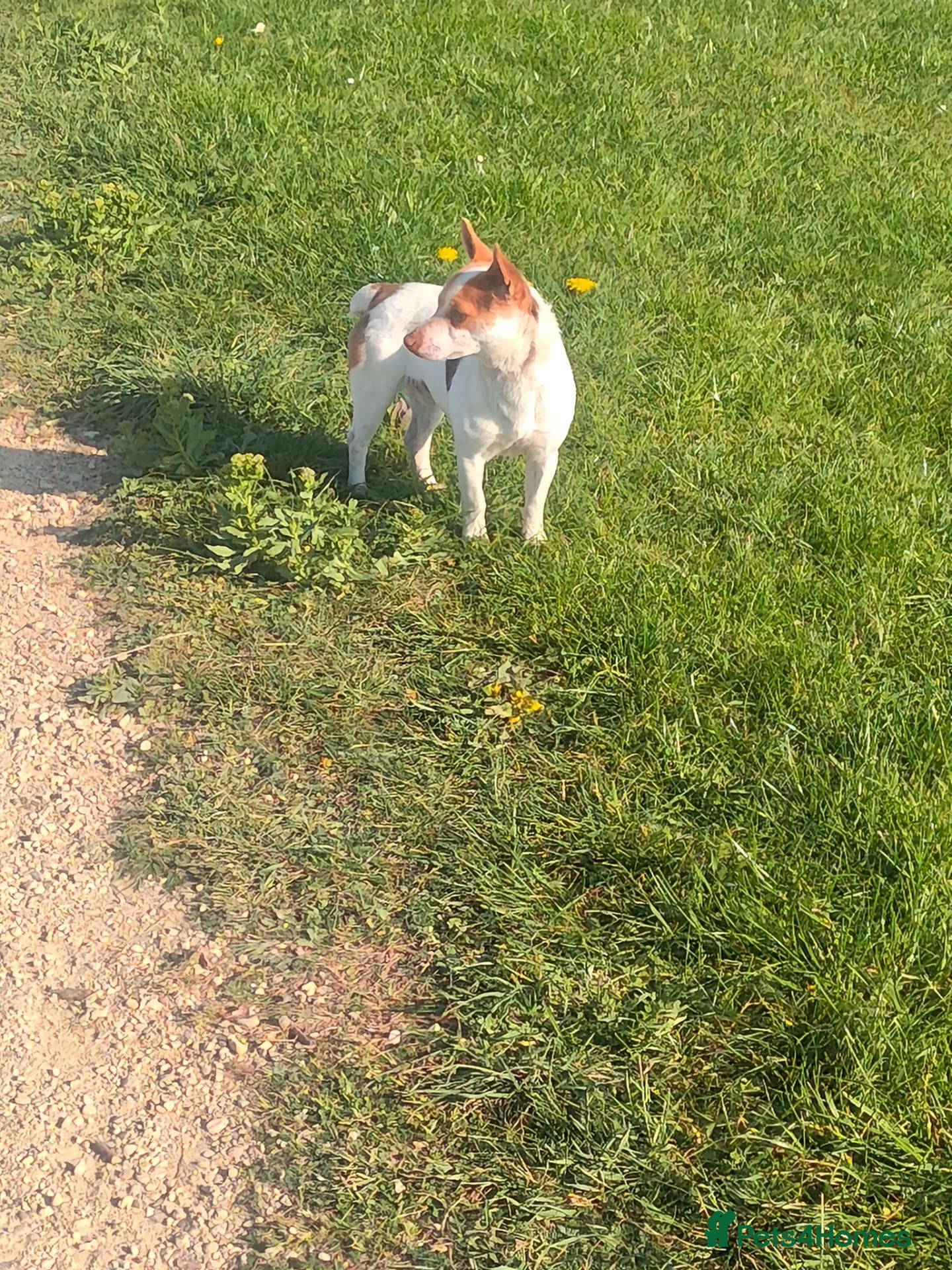 Jack Russell dogs 1 male pure mini jack russel - parents can be seen - Advert 2