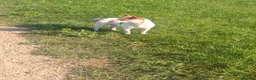 Jack Russell dogs for sale: 1 male pure mini jack russel - parents can be seen - Advert 2