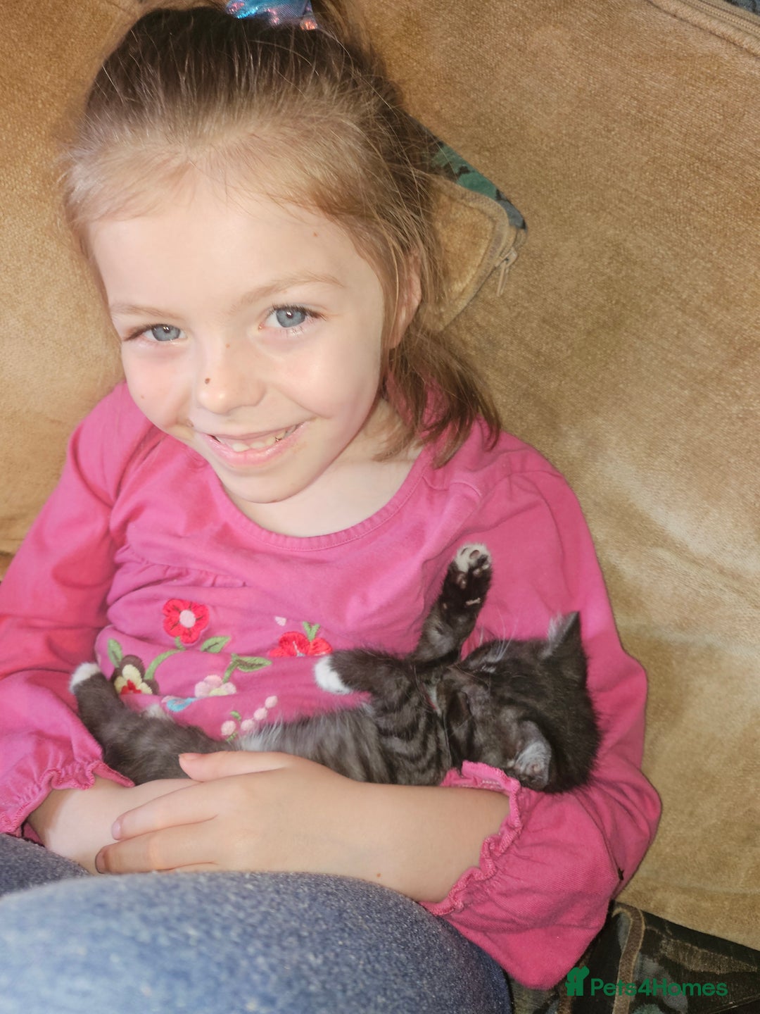 Mixed Breed cats for sale: Quarter persian fluffy kittens for sale - Image 7