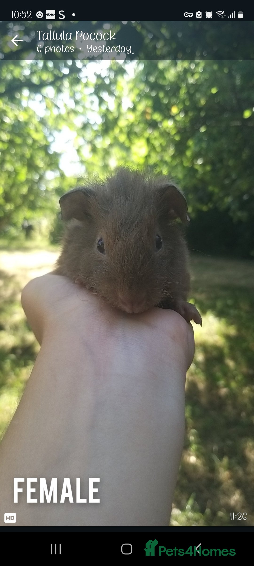 Guinea Pig rodents Baby female guineapigs   - Advert 2