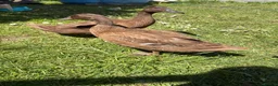 Ducks poultry for sale: 3 female khaki Campbell ducks  - Advert 8