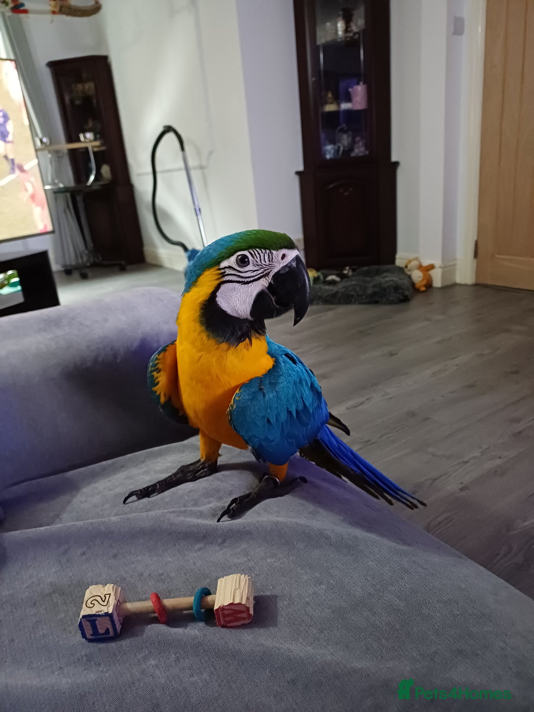 Macaws birds for sale: Blue & Gold Macaw For Sale - Image 1