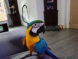 Macaws birds for sale - Advert 1