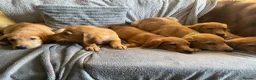 Labrador Retriever dogs for sale: Extensively health tested  Red Labrador puppies  - Advert 4