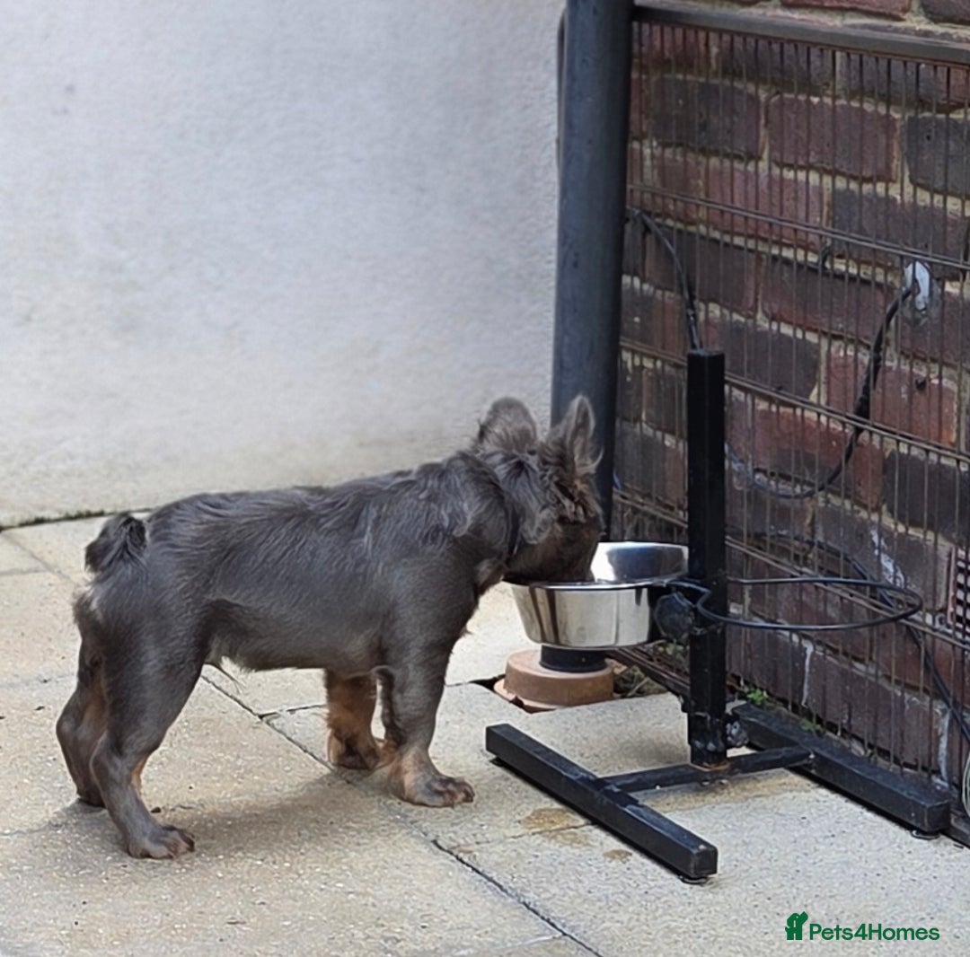 French Bulldog dogs for sale: One male fluffy frenchie kc - Image 7