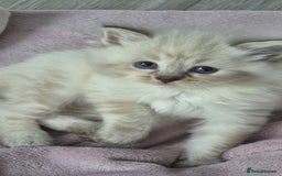 Ragdoll cats for sale: Ragdoll kittens - Image 7