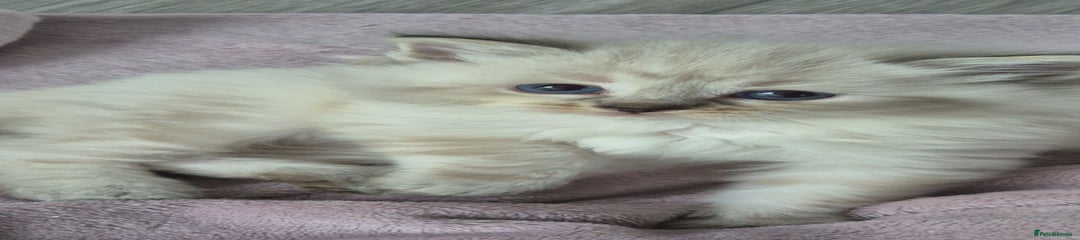 Ragdoll Kitten 5