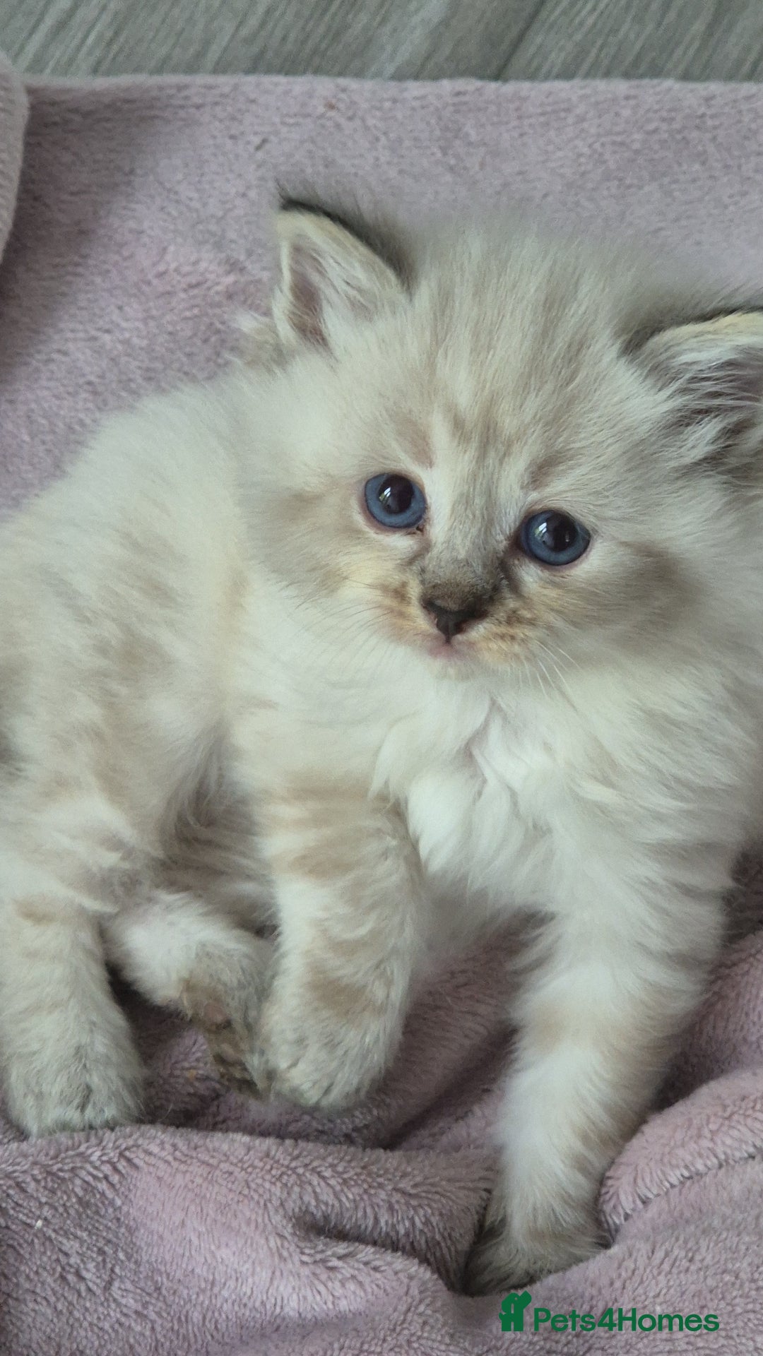 Ragdoll cats for sale: Ragdoll kittens - Image 7