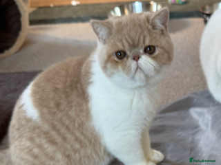 Exotic cats Beautiful chunky big eyed Exotic kittens - Advert 4