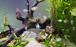 Tetras fish for sale: Fish Tank (200L) - Image 5