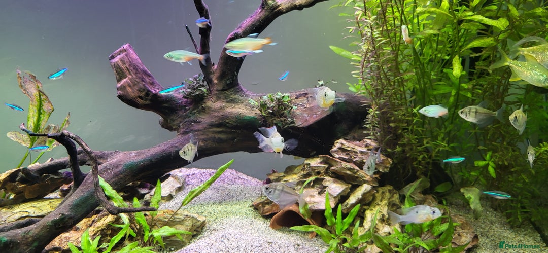 Tetras fish for sale: Fish Tank (200L) - Image 5