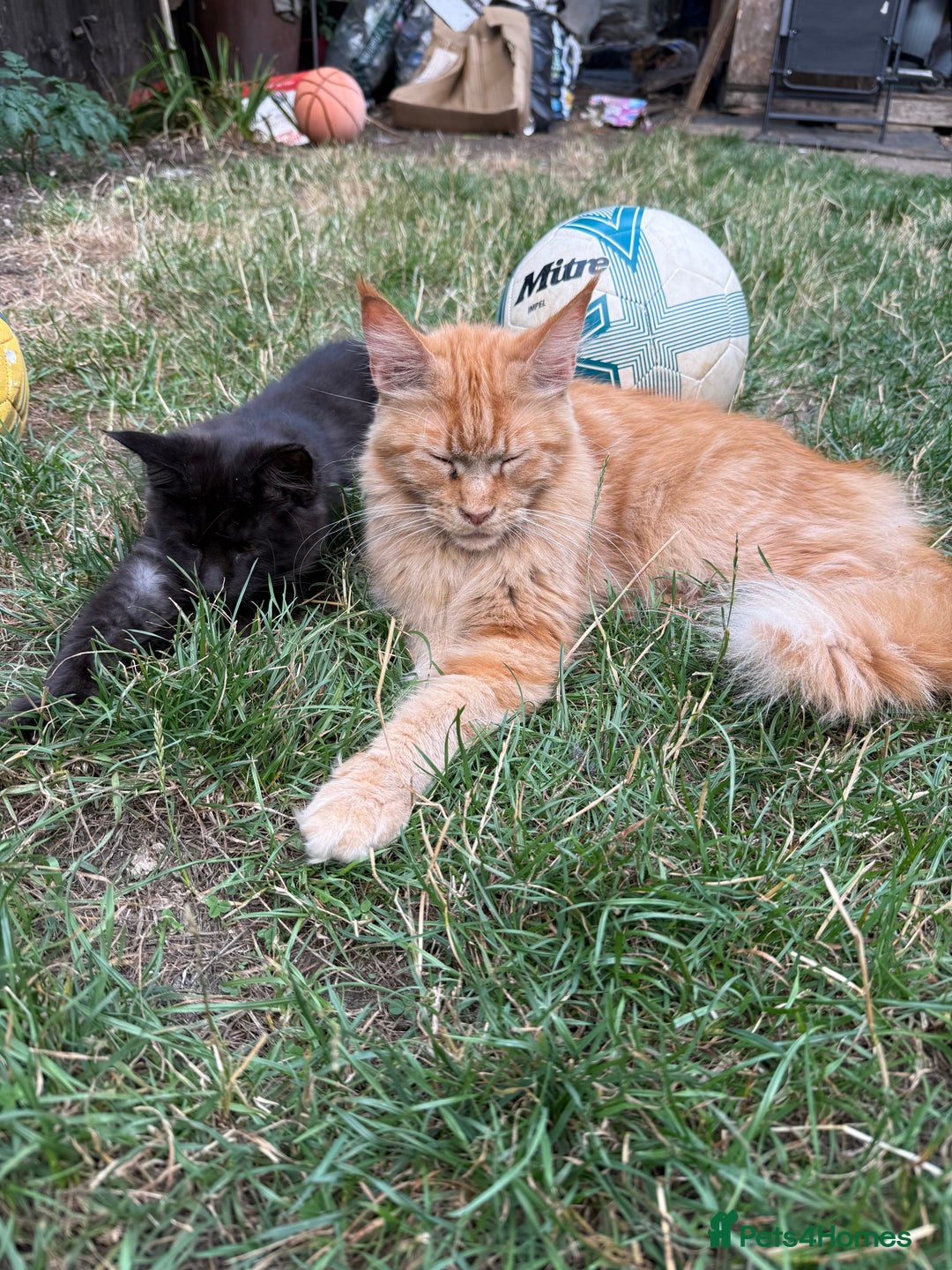 Maine Coon cats for sale: ⭐ TICA Registered Maine Coon Female  - Advert 1