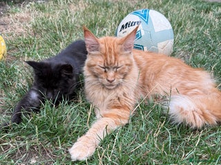 Maine Coon cats ⭐ TICA Registered Maine Coon Female - Advert 1