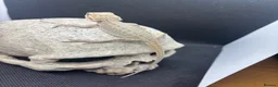 Bearded Dragon reptiles for sale: Spectacular baby dragons ready now  - Advert 7