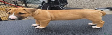 Bull Terrier 1