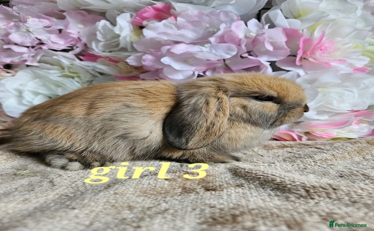 Mini Lop rabbits - Advert 15