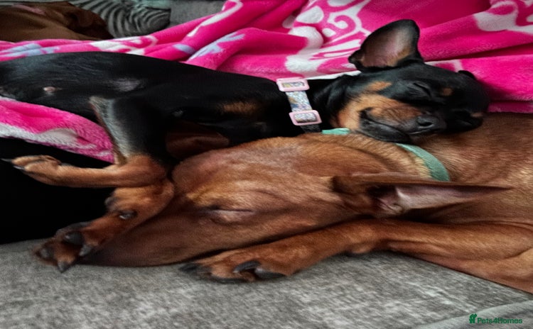 Miniature Pinscher dogs - Advert 1