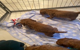 Cockalier dogs for sale: F1 fox red cockalier. girls and boys available - Image 6