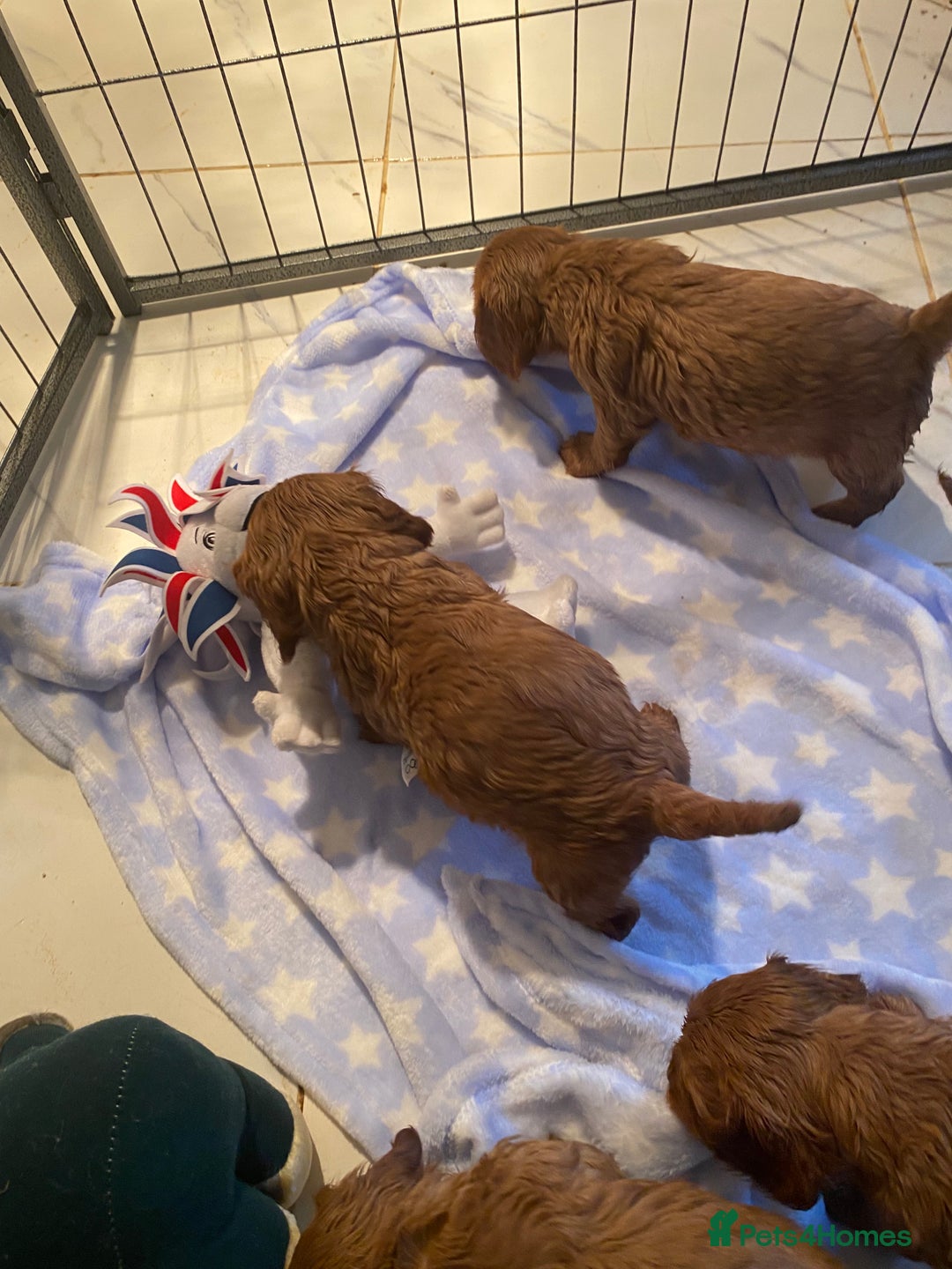Cockalier dogs for sale: F1 fox red cockalier. girls and boys available - Image 6