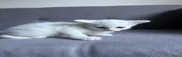 Turkish Angora cats for sale: 2 beautiful Turkish Angora kittens ready! - Advert 5