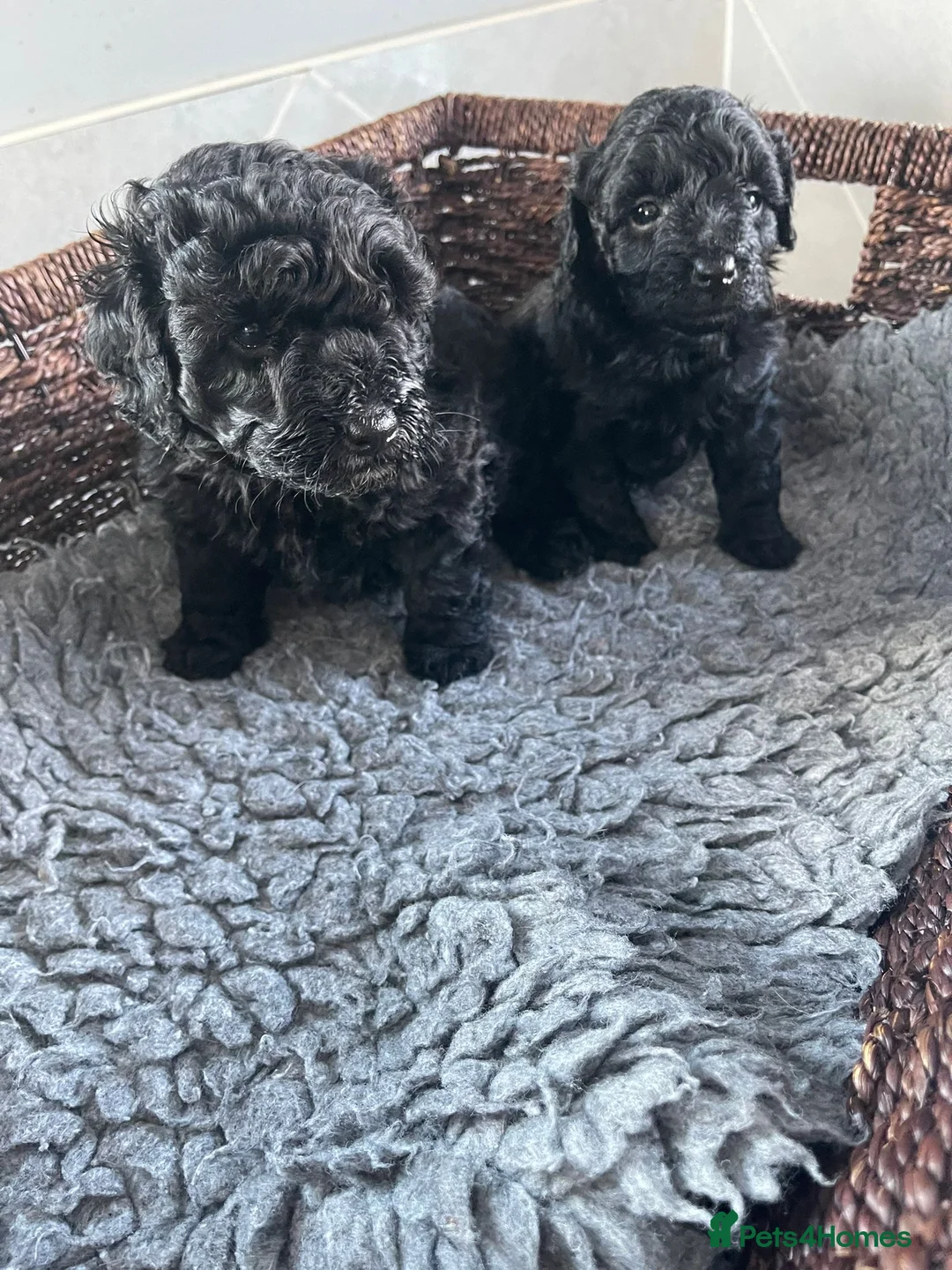 Cavapoo dogs for sale: Lovely Black Cavapoo Puppies - Advert 5