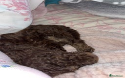 Cockapoo dogs for sale: Choco brown cockapoo for sale - Image 2