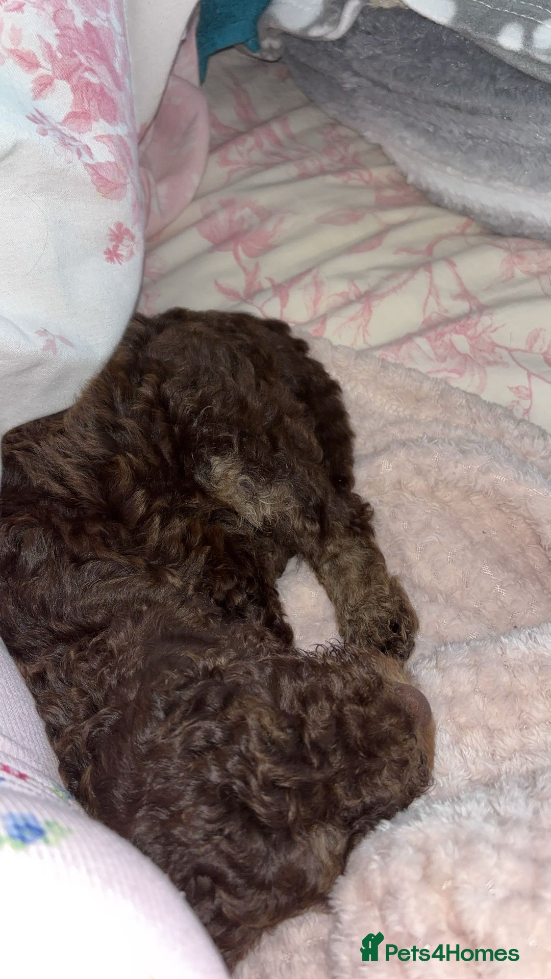Cockapoo dogs for sale: Choco brown cockapoo for sale - Image 2